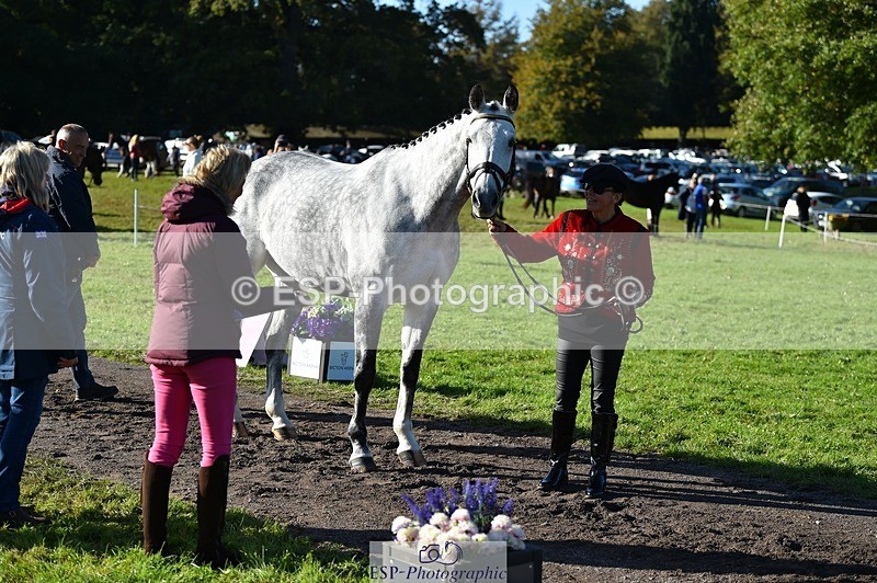 231022-105744-23625 - 411-MIDNIGHT.MOON.DANCER-Jacqueline.Cole-TrotUp+SJ