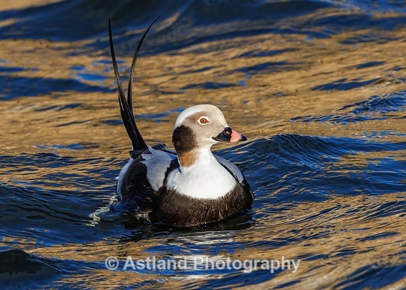 Long-tailed Duck - Latest Images