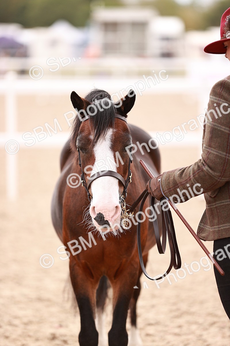 SBM_16350 - Class 413 - Best Condition - Adult