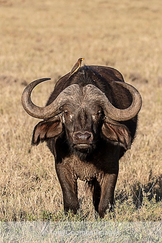 Cape Buffalo - Lewa ~ Other Mammals