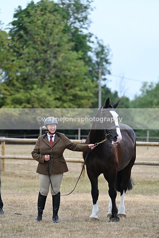 WJ7_9752 - Class 5a Most Handsome Gelding (above 14.2hh)