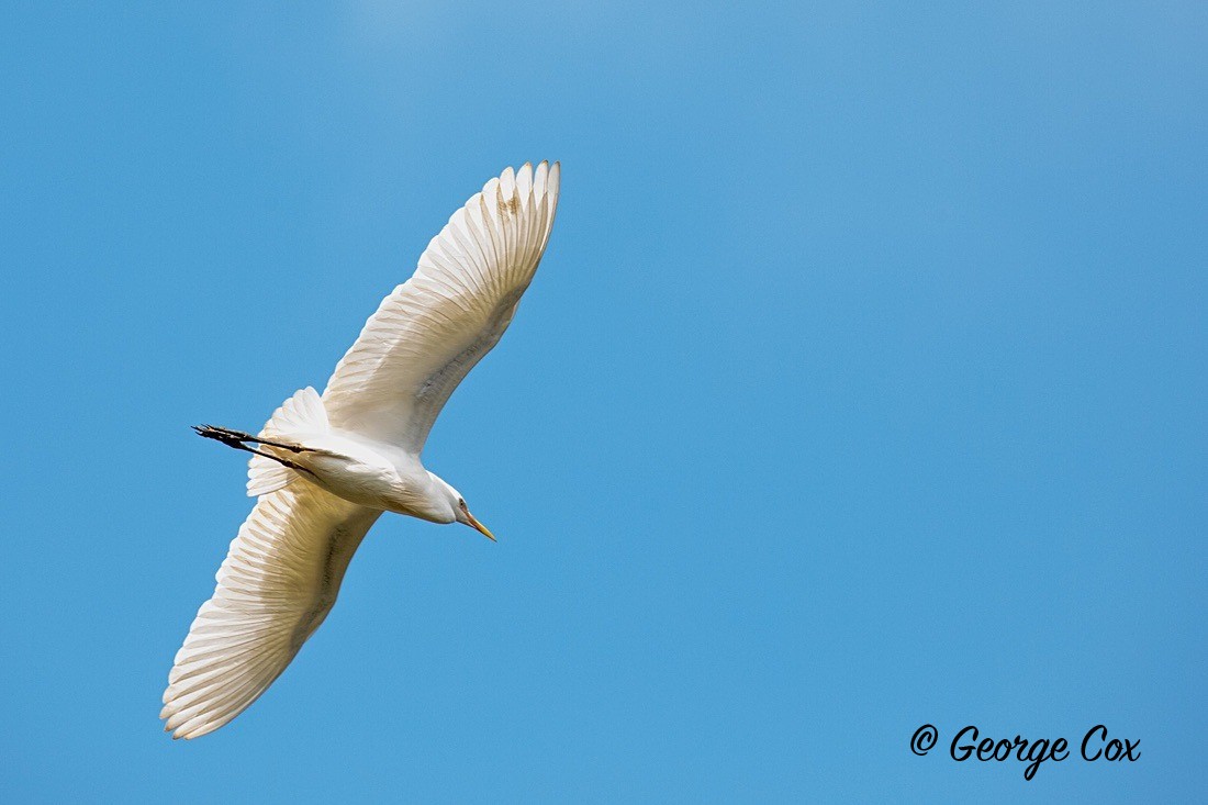 Bird Egret - South Africa - Limpopo