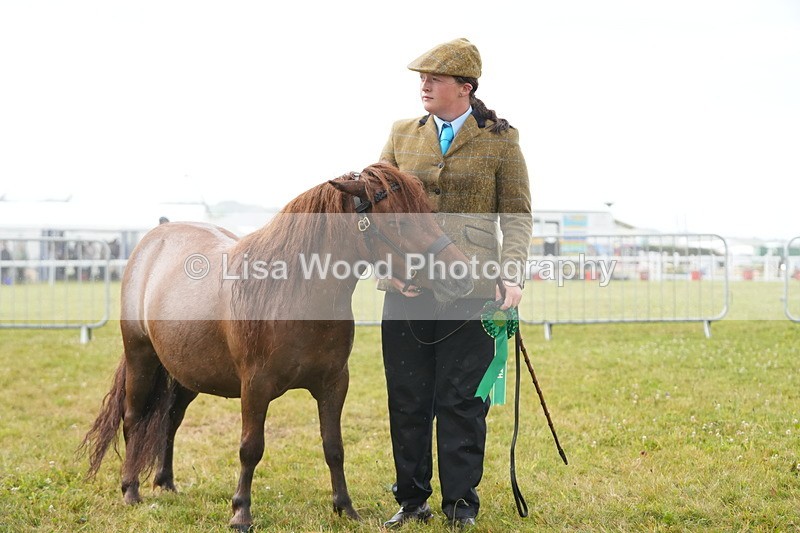 DSC04653 - Class 46: NPS Shetland Youngstock