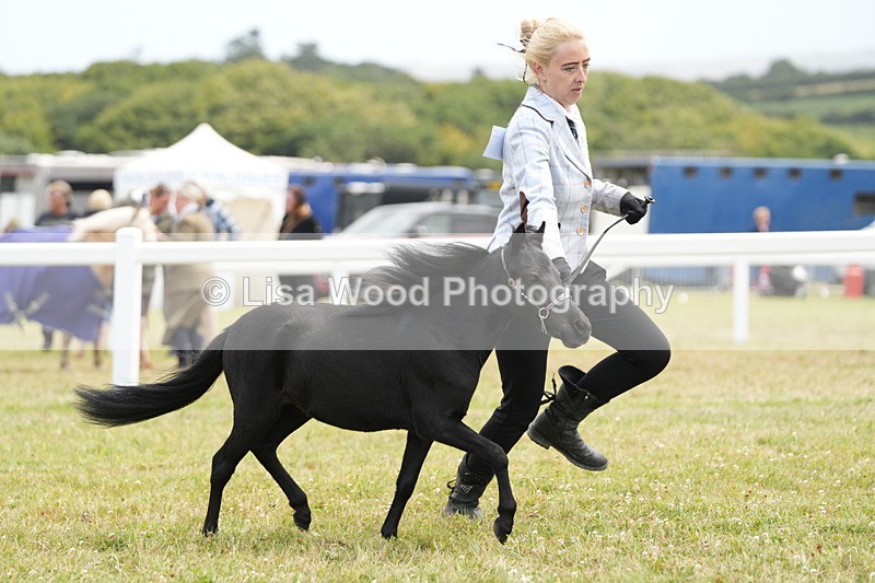 DSC06478 - Class 56: Miniature Horse 1, 2 & 3yr olds