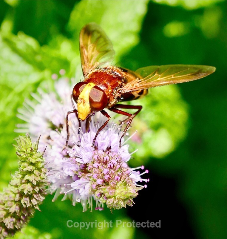 Pam Lewis - Mock Hornet - Panasonic GX8 Leica Panasonic 12-60mm - Webs - The Leica Fellowship Gallery
