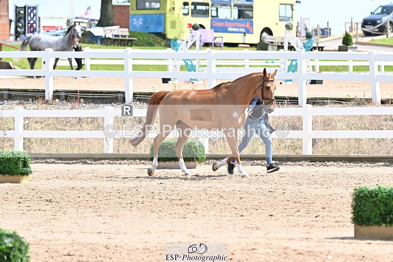 240717A-150638-02541 - Trot Up 3pm to 4pm