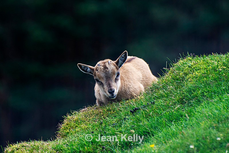 Turkmenian Markhor Goats, Screw-horn Goats - DSC_6724 - Goats