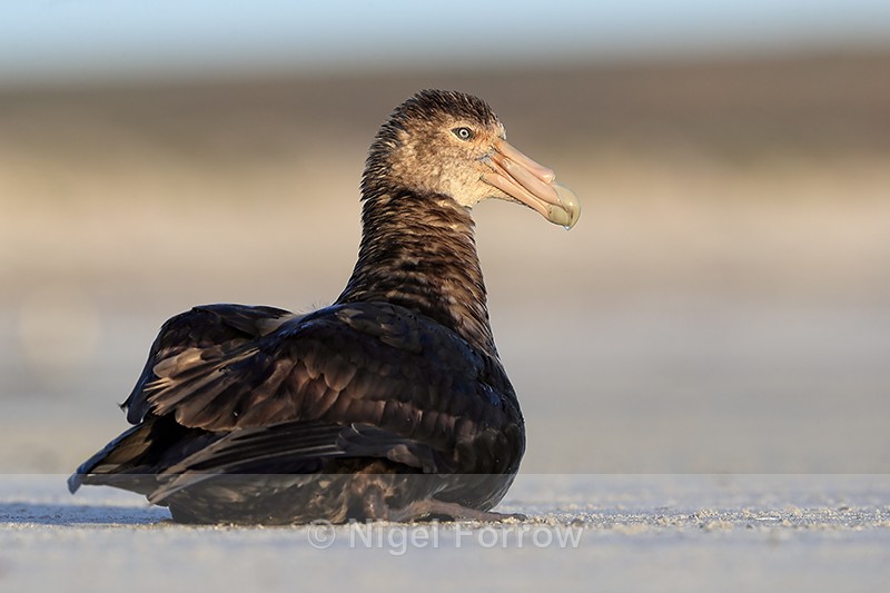 Southern Giant Petrel early morning, Volunteer Point, Falklands - Southern Giant Petrel