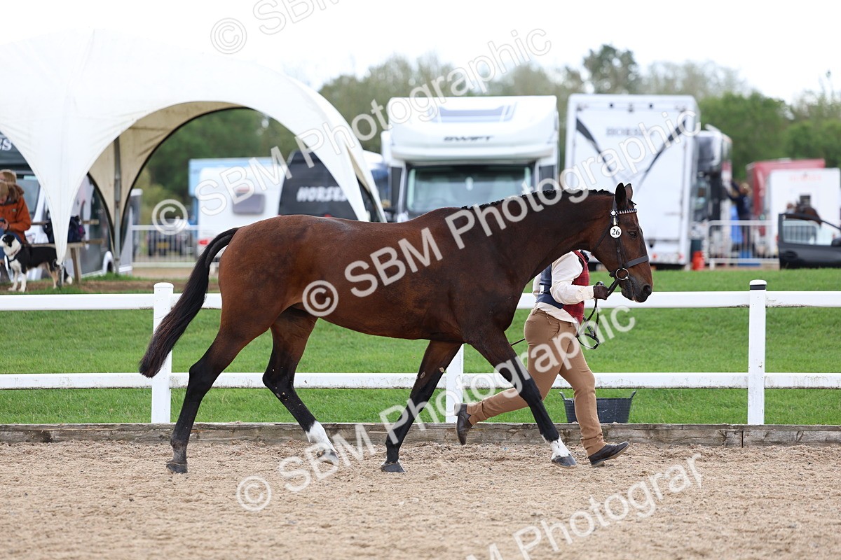 SBM_05020 - Class 27 - IH Competition Horse or Pony
