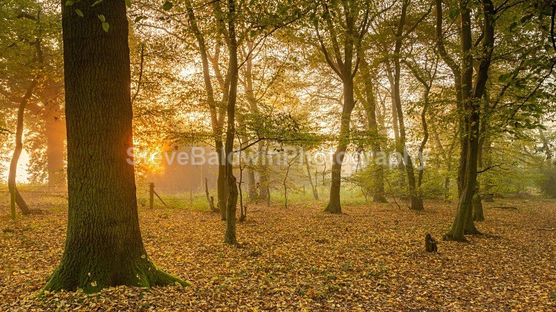 Autumn Woodland Sunrise:188E - Earth: Close to Home