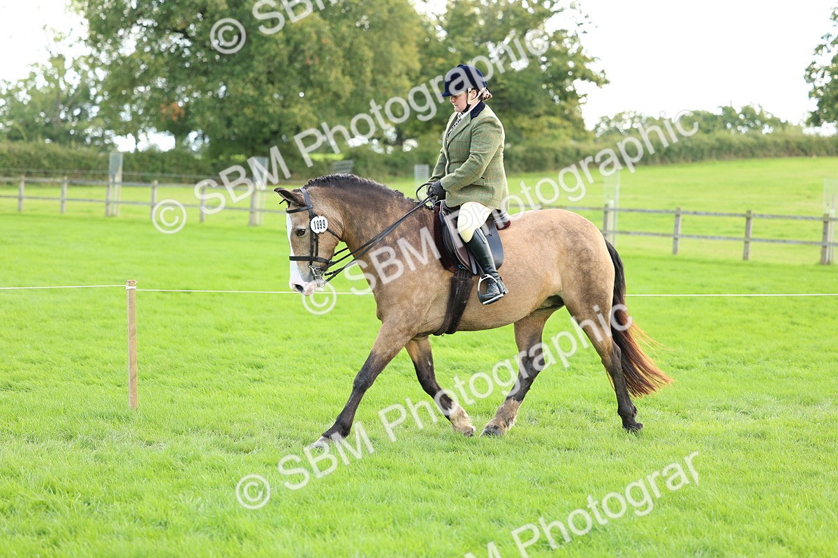 SBM_45547 - S33 - Working Hunter Pony
