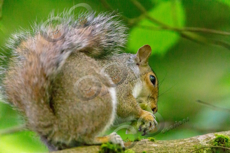 grey Squirrel Sciurus carolinensis-5849 - UK Wildlife