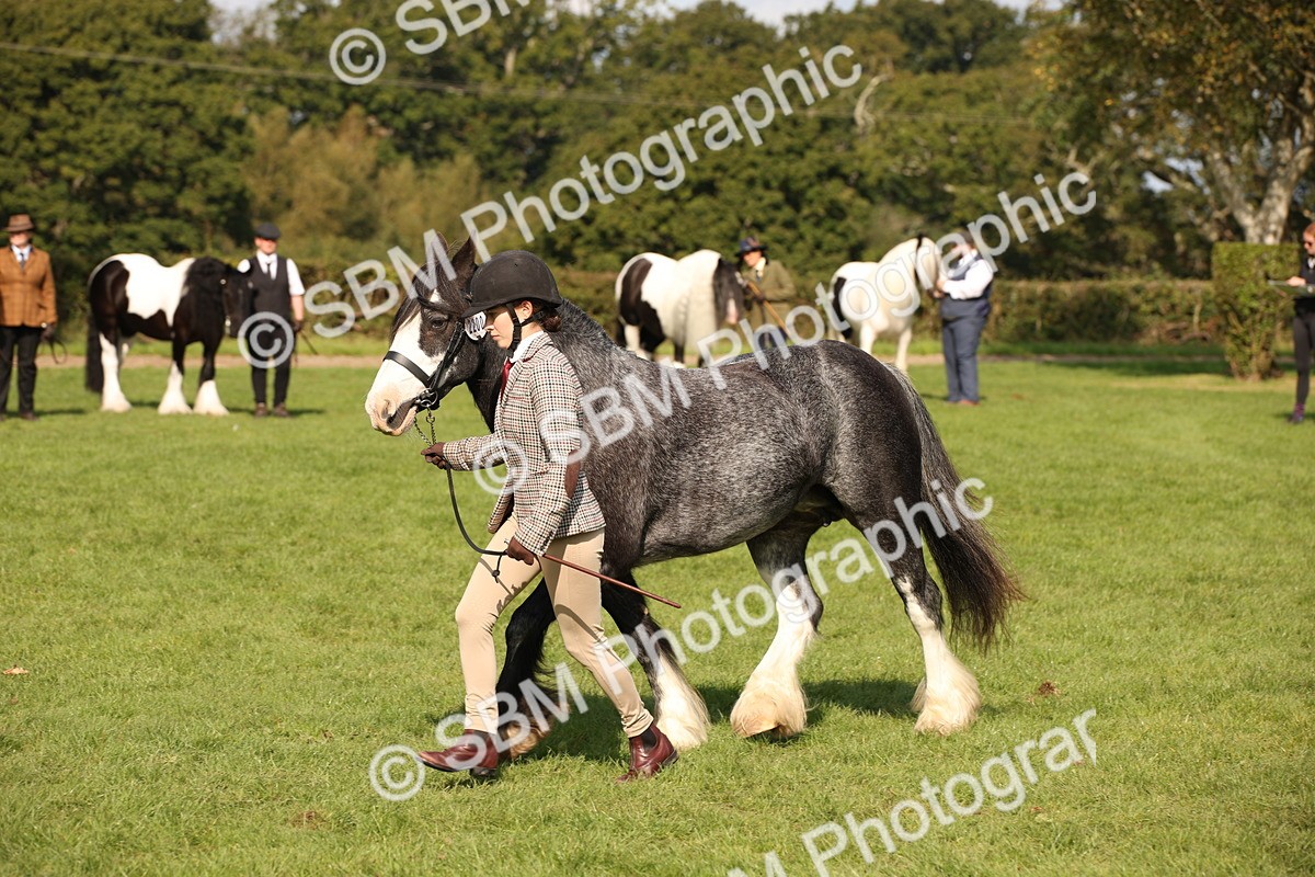 SBM_62277 - S55 - Traditional Cob In Hand