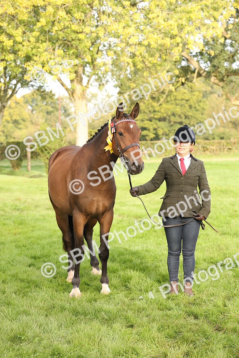 SBM_55014 - S52 - Riding Horse & Hack & thoroughbred In Hand