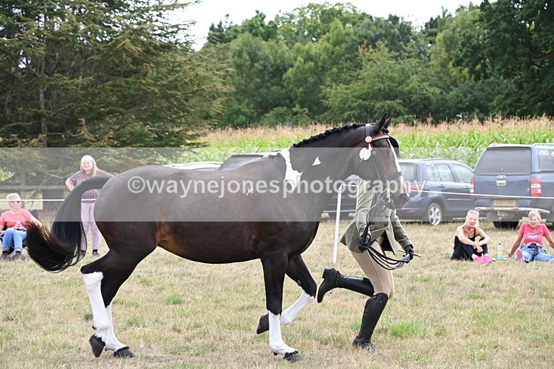 WJ6_6237 - Class 19 In-hand Veterans (Uploaded correct folder)