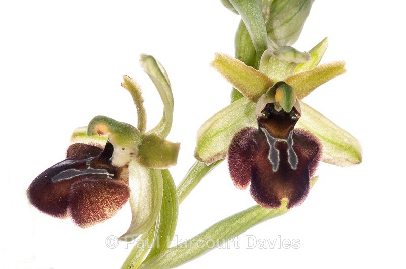  - WB: Orchids - Ophrys
