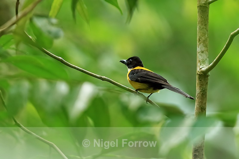 White-throated Shrike-Tanager (male), Costa Rica - White-throated Shrike-Tanager