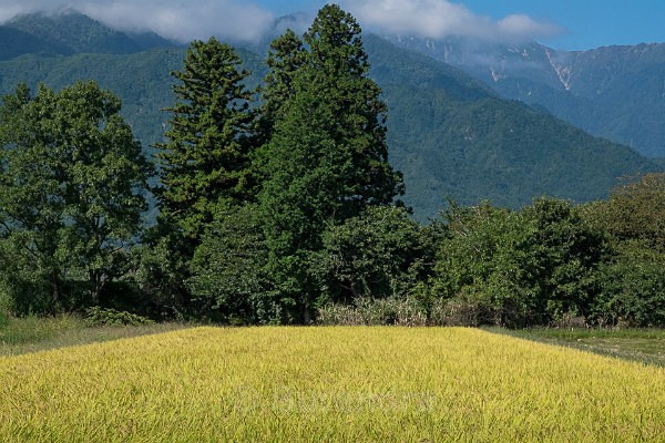 01 Rice Field with Trees - Autumn Rice