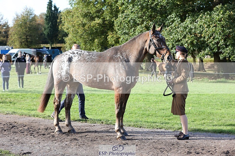 241027-102459-15874 - 501-Captain.Holly.Day-MUSTANG