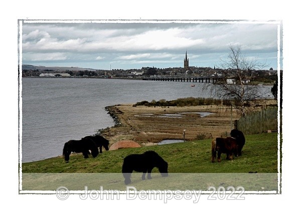 Shetland Comes To Montrose - Montrose Basin