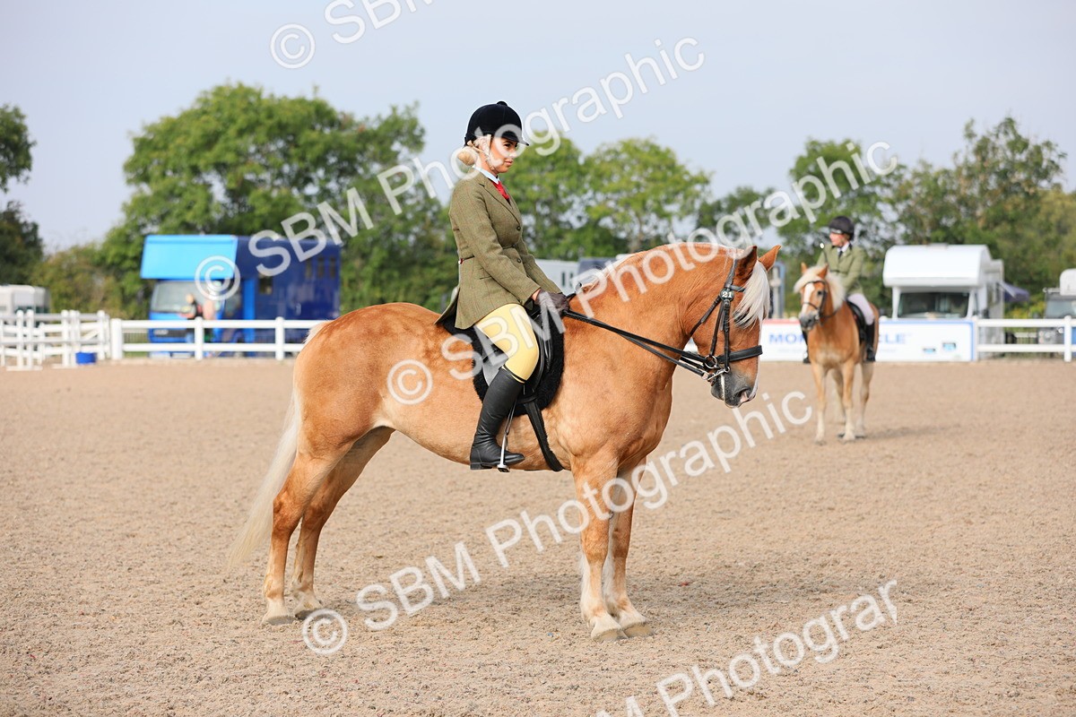 SBM_10714 - Class 303 Ridden Pure Bred Horse/Pony (excl M&M)