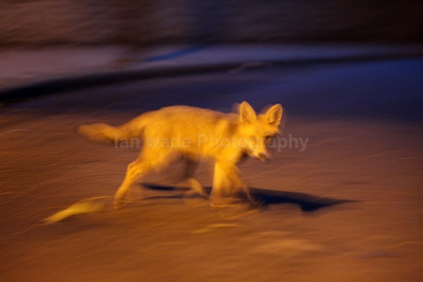Urban fox creative shot in Bristol_0224 - Urban Foxes, Bristol, Great Britain