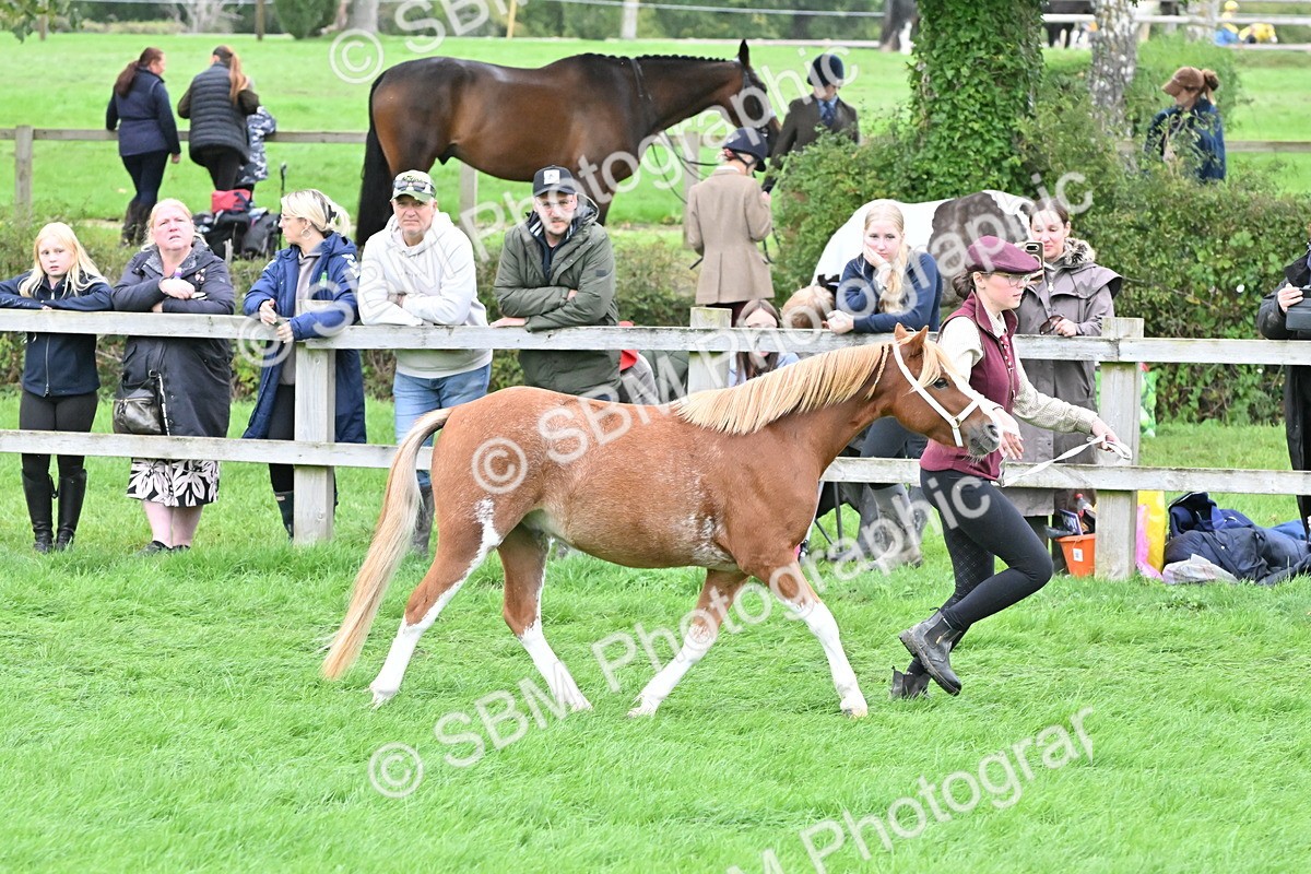 SBM_60945 - S48 - Mountain & Moorland In Hand Small Breeds