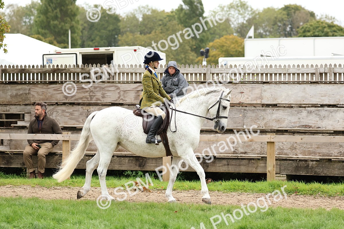 SBM_69537 - S62 - Mountain & Moorland Ridden Large Breeds
