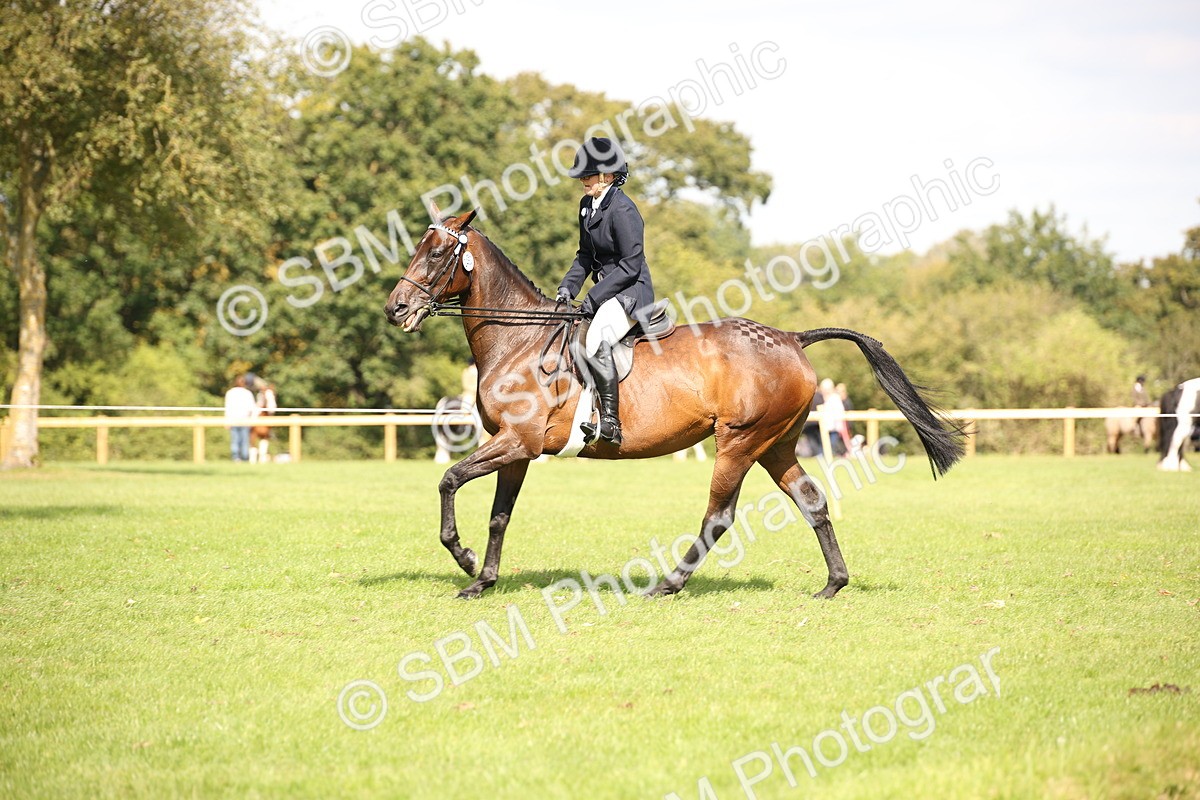 SBM_65938 - S64 - Riding Horse & Hack & Thoroughbred Ridden