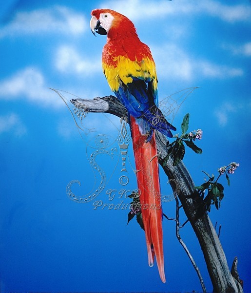 Scarlet Macaw - S. A. - ANIMALS