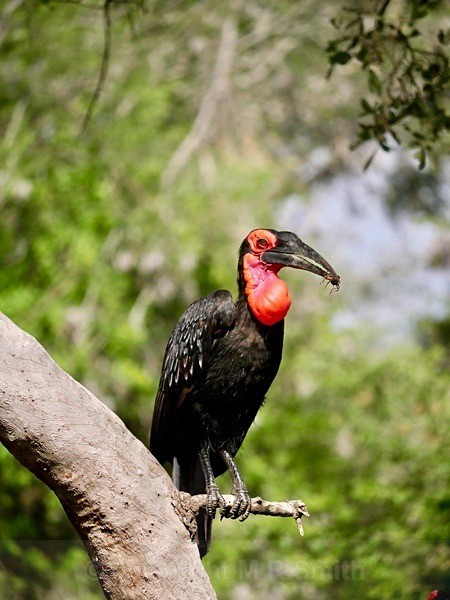 Southern Ground Hornbill South Africa - BIRDS & INSECTS