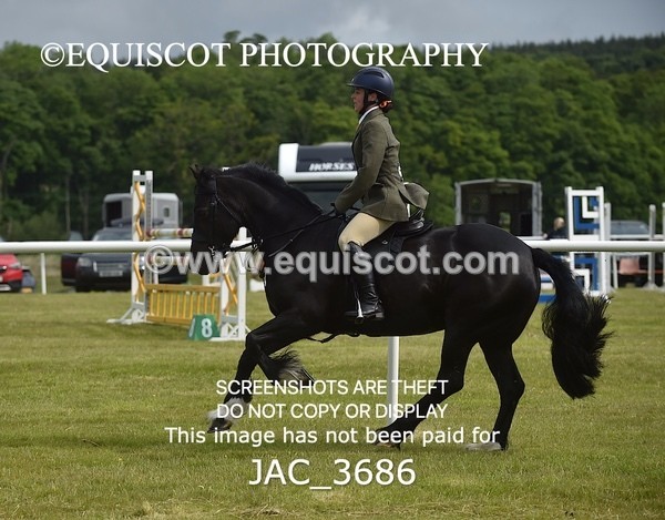 JAC_3686 - 75CM WORKING HUNTER