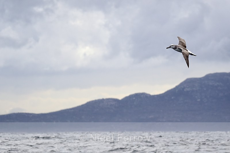 Shy Albatross (immature), coastal background, South Africa - Shy Albatross
