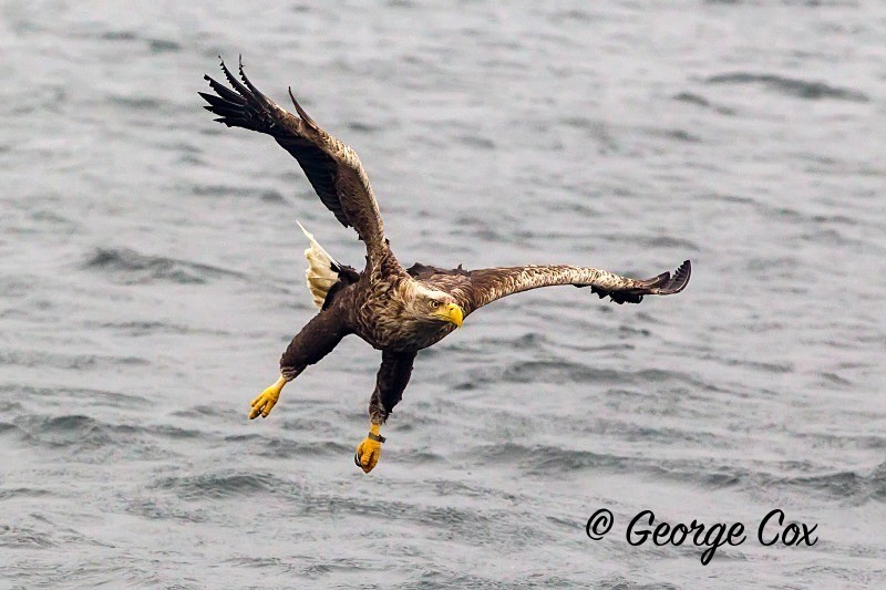 sea-eagle-catching-fish3 - Birds in Flight