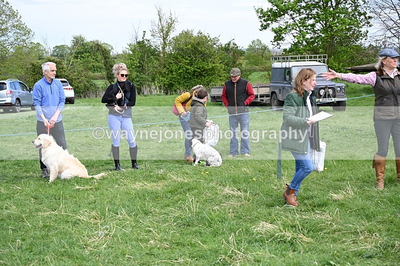 WJ6_9152 - Class 8 Best Working / Gun Dog or Bitch