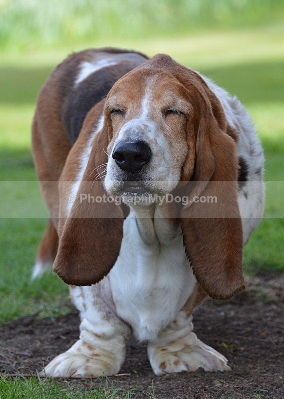  - Basset Hounds