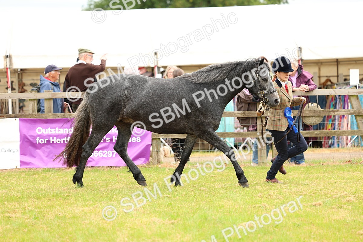 SBM_04143 - Class 64-67 - Shetland Pony In Hand