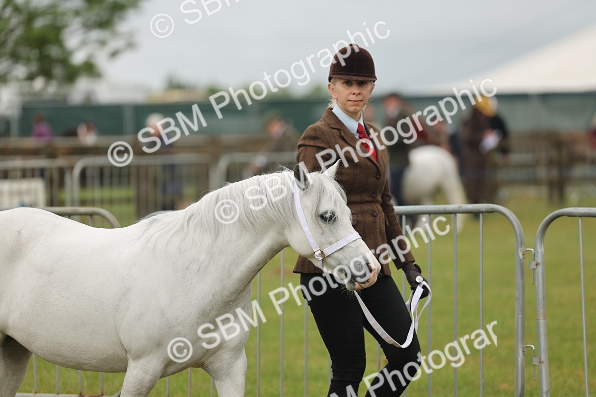 SBM_01435 - Class 50-57 - M&M Welsh Pony In Hand