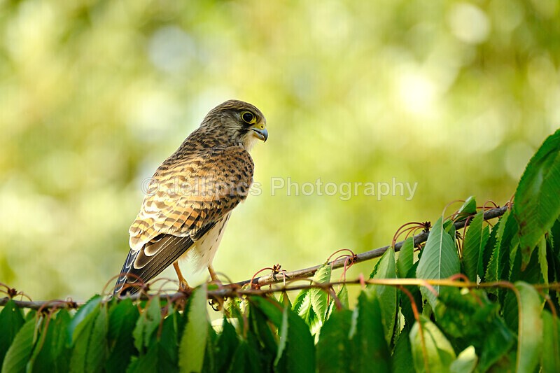  - Wildlife and Nature
