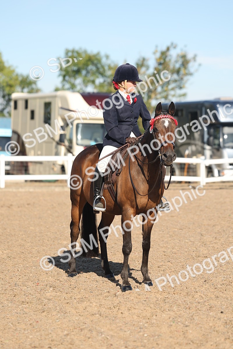 SBM_12219 - Class 303 - Ridden Pure Bred Horse Pony