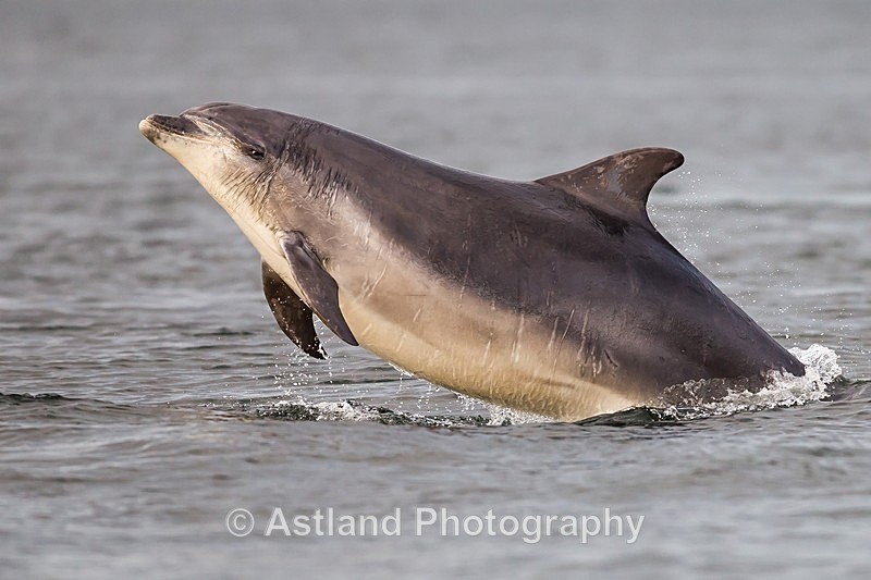 Astland Photography, Bird and Wildlife Images, Susan and Peter Wilson, U.K.