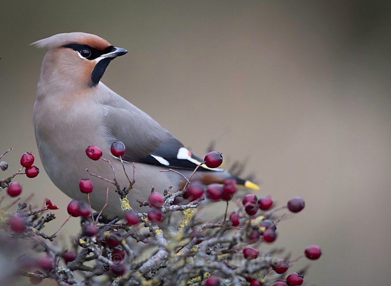 WAXWING HALKYN 20 - WAXWINGS. February 2024 [Halkyn Mountain, North Wales. UK ]