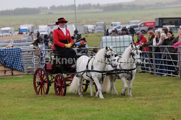 untitled-12362 - Shetland Pony Show