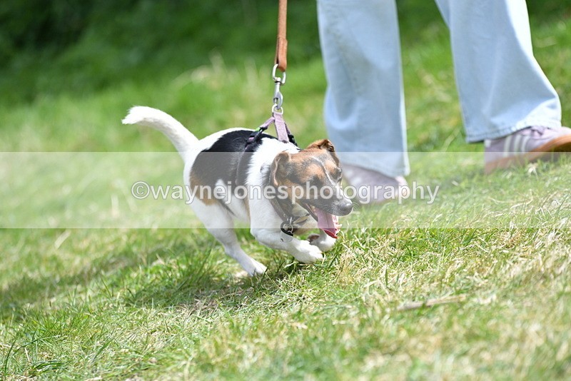 WJ5_0434 - Class 7 Best Terrier