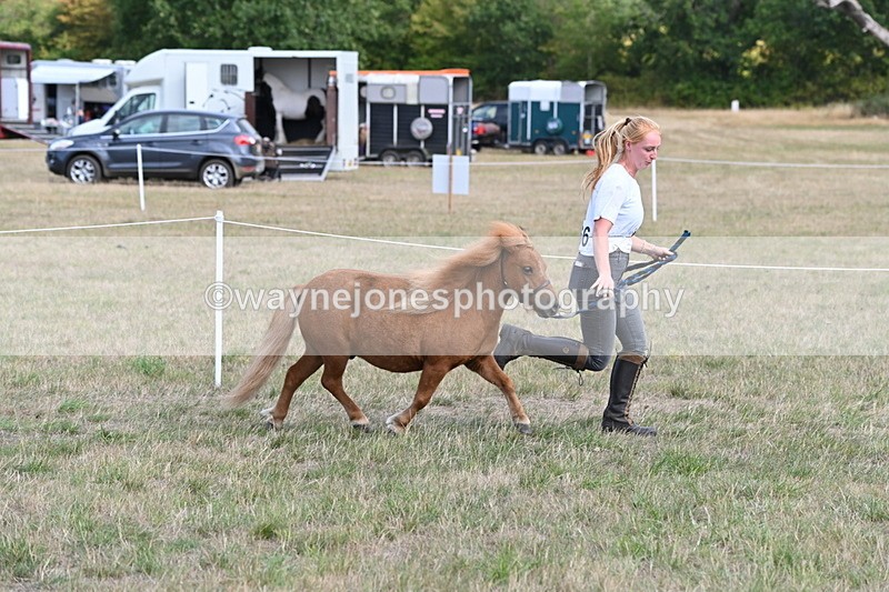 WJ6_6886 - Class 21 Shetland & Mini Horses