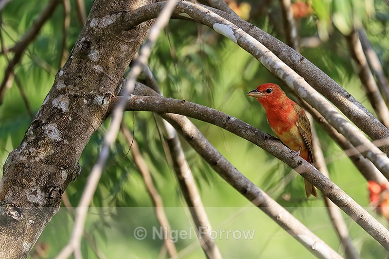 Summer Tanager (immature), Costa Rica - Summer Tanager