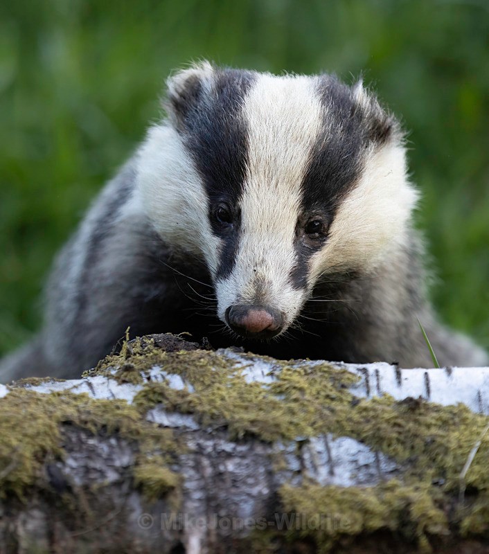 BADGER 7 - BADGERS