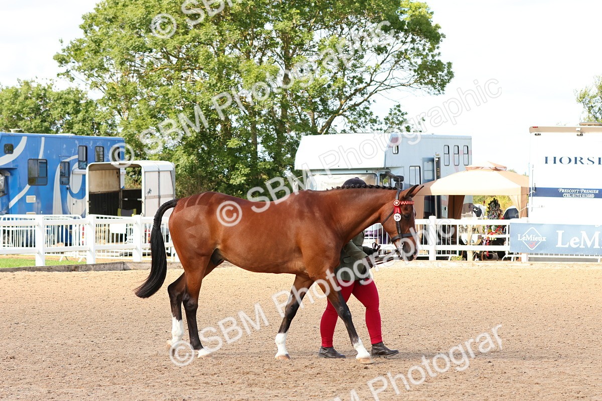 SBM_11136 - Class 208 - IH Veteran Horse