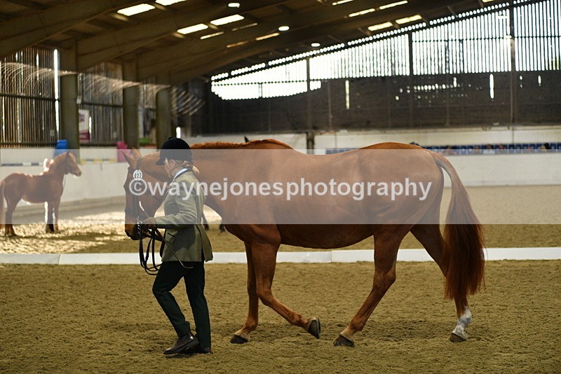 WJ5_3615 - Class 5 In Hand Veterans