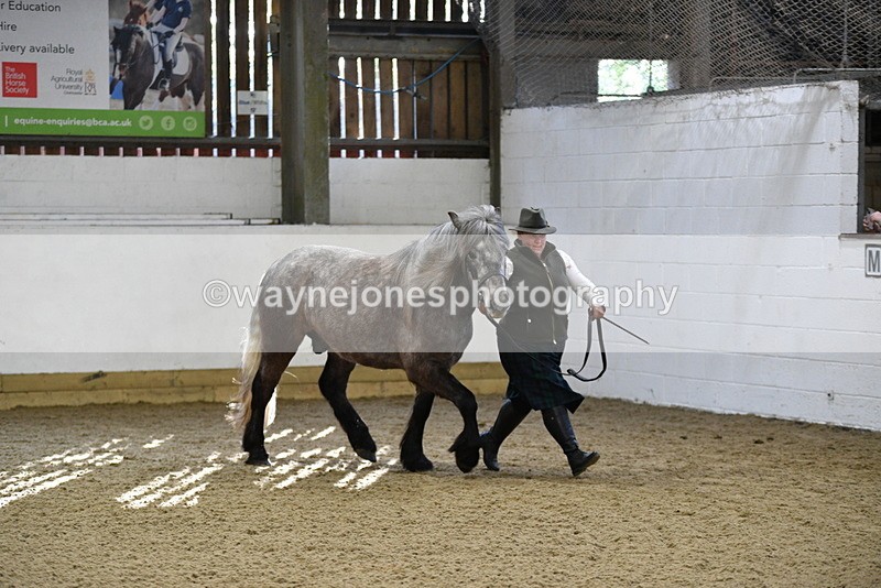 WJ5_3477 - Class 1 Youngstock